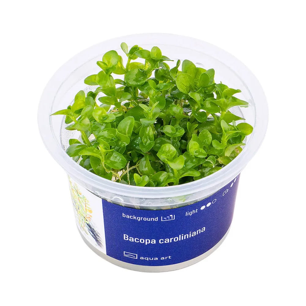 Bacopa Caroliniana roślinka roślina do akwarium in vitro